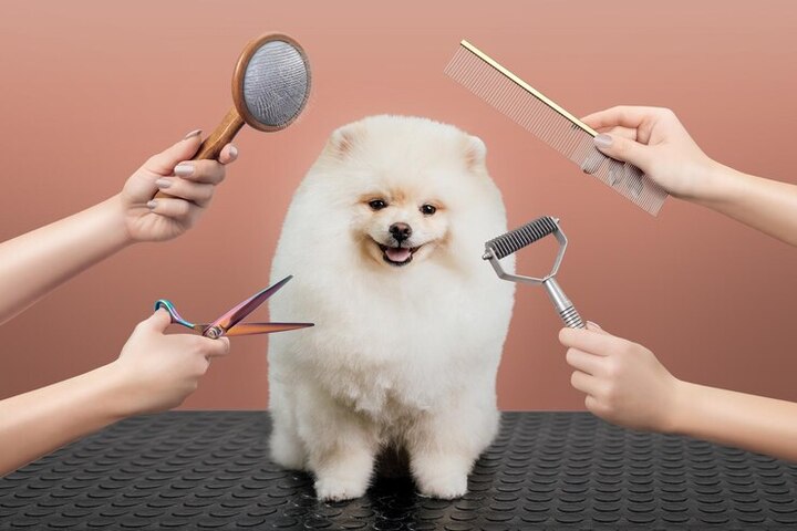 Why Pet Grooming in Dubai is Essential for Your Furry Friend!