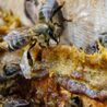 Common Beekeeping Mistakes and How to Avoid Them