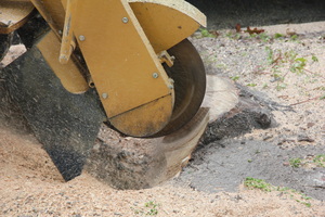 Why Professional Tree Removal in Cabramatta is Essential for a Safe Yard