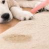 A Homeowner&#039;s Guide to Reducing the Risk of Carpet Mold