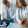 Essential Laboratory Tests Every Pet Needs