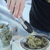 How to Choose the Perfect Online Cannabis Degree Program For You?