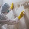 How To Identify The 5 Most Common Types Of Household Mold Found During Mold Inspections In Conroe, TX