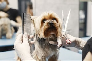 Expert Pet Grooming in Dubai: Enhancing Your Pet&#039;s Well-being