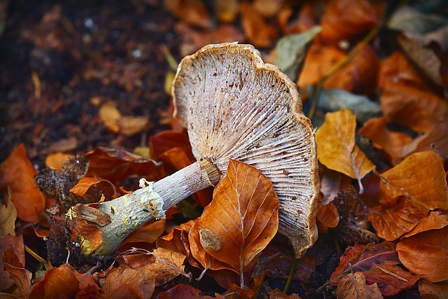 How Burnaby Hiking Trails Can Get You Your Heart's Desire