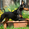 European Dobermann: What Sets the Best European Doberman Breeders Apart