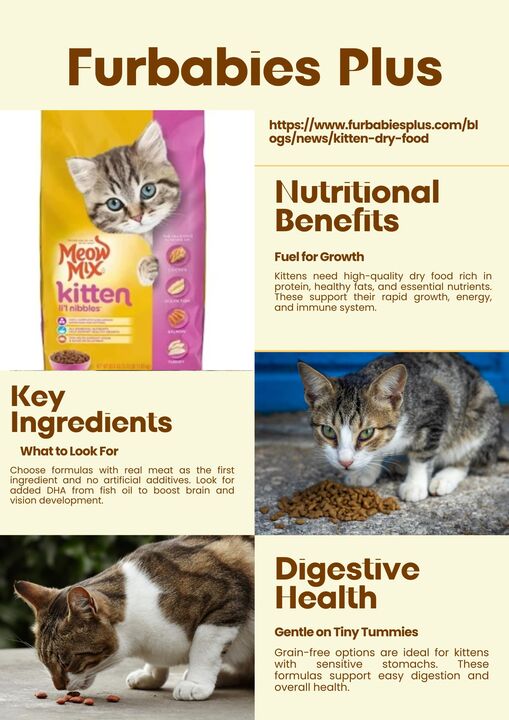 What is the best dry food to feed kittens?