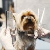 Expert Pet Grooming in Dubai: Enhancing Your Pet&#039;s Well-being