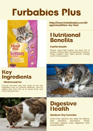 What is the best dry food to feed kittens?