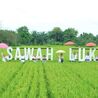 WISATA SAWAH DI KOTA BINJAI