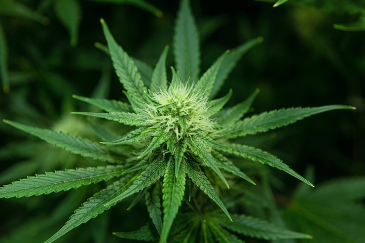 A Deeper Dive: Understanding the Characteristics of Premium THCP Flower in the UK