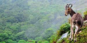 A Complete Guide About Visiting Eravikulam National Park Ticket, Booking, and More