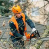 Arborist Sydney North Shore