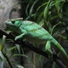 How to take care of reptiles in winter