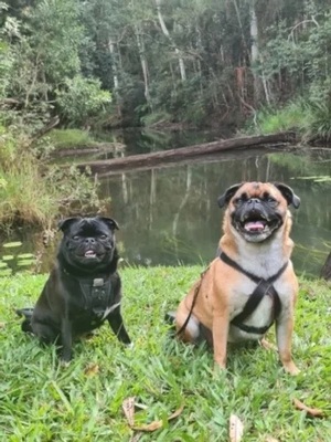 Enjoy a Pet Friendly Cottages at Chilverton Cottages &amp; Day Spa