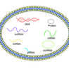 Comprehensive Solutions for Exosome DNA &amp; RNA Isolation