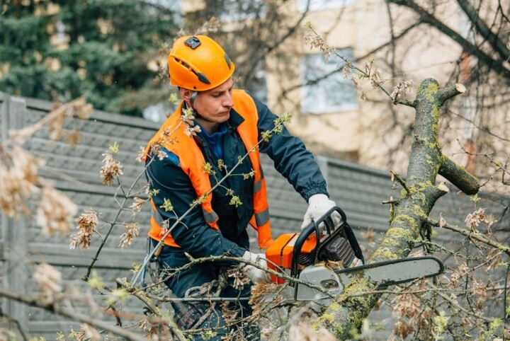 Arborist Sydney North Shore