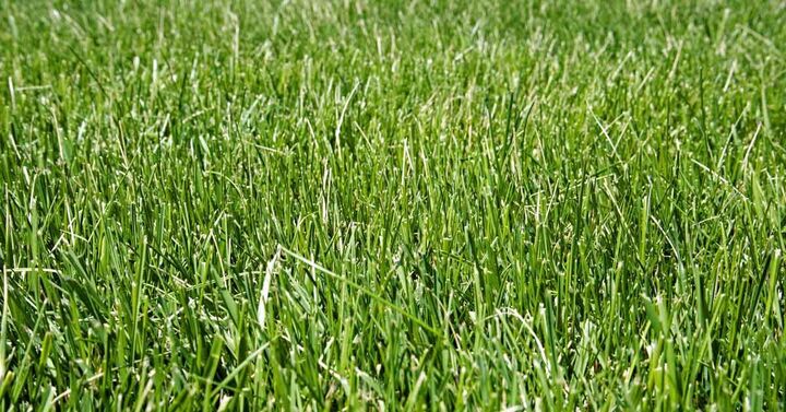 Kikuyu Grass Seed 101: Everything You Need to Know for a Vibrant Lawn