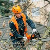 Arborist Sydney North Shore