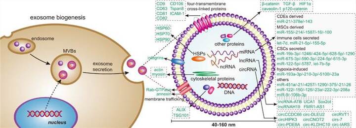 Comprehensive Suite of Exosome Modification Products to Advance Research