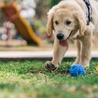 The Importance of Interactive Play for Puppies: Building a Strong Foundation