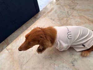 The Ultimate Guide for Pet Relocation