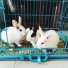 Top Rabbit Boarding in Sharjah: Safe &amp; Cozy Stay at Tree Pet Salon