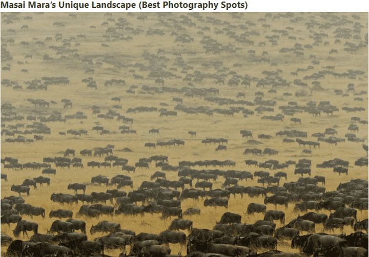 Discover Masai Mara and Serengeti Safari Tours with Lush Africa Safaris