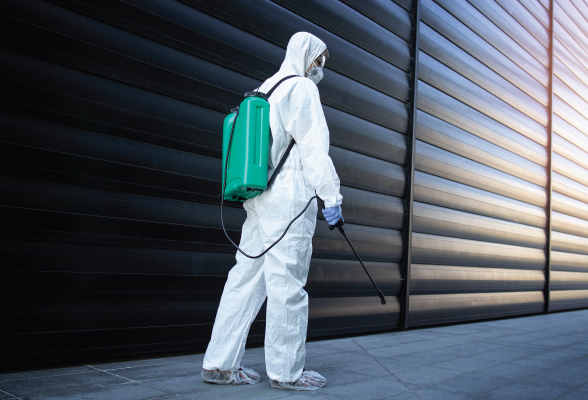 The Most Common Household Pests and How to Control Them