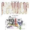 Ovalbumin Epitope Peptide Antibodies for Immunological Research