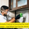 Why Termite Control Is Essential for Gold Coast Homes \u2013 And What You Can Do About It