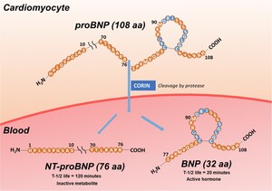 Innovative Antibodies for BNP, NT-proBNP, and proBNP in Cardiovascular Diagnostics