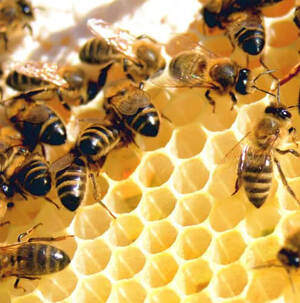 Unveiling the Health Benefits of Hawaii&#039;s Organic Honey