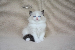 Ragdoll Cats Breeders Ontario