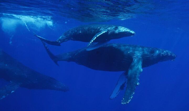 Why Choose Oahu's North Shore for Your Whale Watching Adventure?