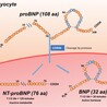 Innovative Antibodies for BNP, NT-proBNP, and proBNP in Cardiovascular Diagnostics