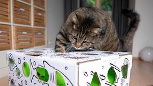 Cat Amazing Puzzle Feeder: A Fun Way to Feed Cats