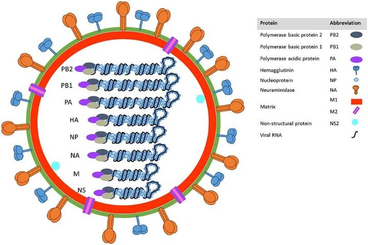 Influenza Antiviral Drug Discovery with Comprehensive Screening and Evaluation Services