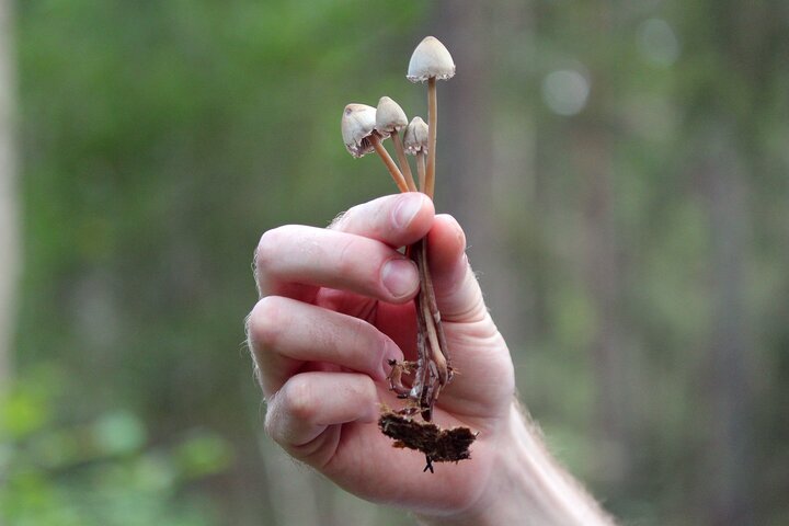 Introduction to Microdosing Mushrooms in Vancouver