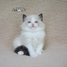 Ragdoll Cats Breeders Ontario