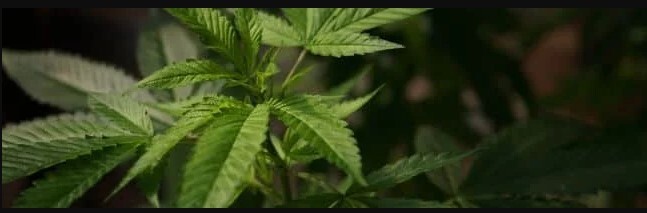 The Beginner's Guide to Cannabis Seedlings