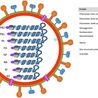 Influenza Antiviral Drug Discovery with Comprehensive Screening and Evaluation Services