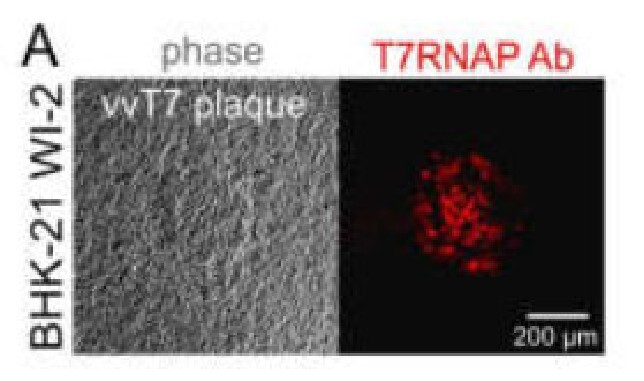 Highly Sensitive T7 RNA Polymerase ELISA Kits for Biopharmaceutical Impurity Detection