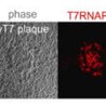 Highly Sensitive T7 RNA Polymerase ELISA Kits for Biopharmaceutical Impurity Detection