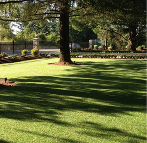 The Effortless Green Revolution: Artificial Turf