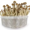 Buy Magic Mushrooms Online Researchers Make Unusual Finds In Bavaria