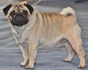 Helitaanka Ey Pug ah