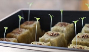 The Art and Science of Seed Germination: A Comprehensive Guide to Successful Seedling Development