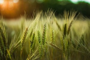 KIT | Agricultural Engineering Colleges in Tamilnadu
