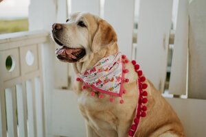 Five Main reasons why Your Doggy Really should Put on a Bandana Collar